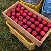 紅玉（果物＞りんご）の産地直送商品一覧（通販・お取り寄せ）-産直アウル