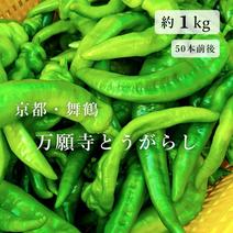 ししとうの産地直送食材一覧（通販・お取り寄せ）-産直アウル