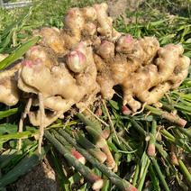 掘りたて新生姜 約1キロ 果物や野菜などのお取り寄せ宅配食材通販産地直送アウル