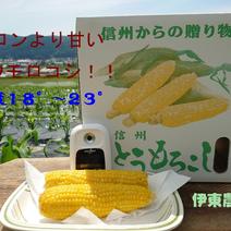 夏の恵(サニーショコラ)メロンより甘い!13本 １３本入 果物や野菜などのお取り寄せ宅配食材通販産地直送アウル