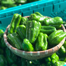 ピーマン×インゲン ピーマン1kgインゲン500g 果物や野菜などのお取り寄せ宅配食材通販産地直送アウル