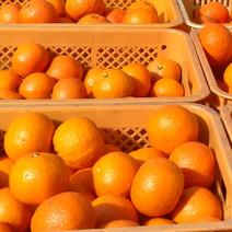 八朔の産地直送商品一覧（通販・お取り寄せ）-産直アウル