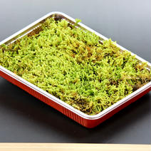 苔玉用の這苔　2パックセット 1パック約100g✖️2パック 果物や野菜などのお取り寄せ宅配食材通販産地直送アウル