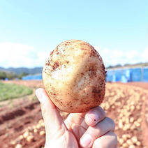 【送料込み‼️】掘りたてをご家庭に届けます！ 5kg 果物や野菜などのお取り寄せ宅配食材通販産地直送アウル