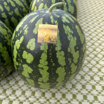 金色羅皇　秋田県産　プレミアムスイカ 1玉 5L 約10kg 果物や野菜などのお取り寄せ宅配食材通販産地直送アウル