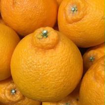 🍊 不知火 3kg家庭用※北海道沖縄は別途送料が必要です  検索　しらぬい　デコポン　有田　みかん 3kg 果物や野菜などのお取り寄せ宅配食材通販産地直送アウル