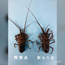 お歳暮　訳あり活伊勢海老　大5キロ（10〜15匹） 大5キロ    果物や野菜などのお取り寄せ宅配食材通販産地直送アウル