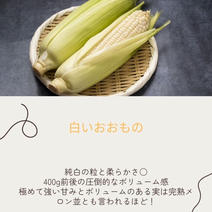 ホワイトコーンの産地直送商品一覧（通販・お取り寄せ）-産直アウル