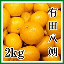 八朔の産地直送商品一覧（通販・お取り寄せ）-産直アウル