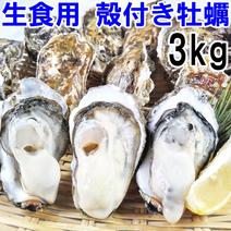 【10％OFF設定中】生食用殻付き牡蠣 ３ｋｇ（約27個）牡蠣殻付き 殻付き牡蠣 牡蠣生食用 松島牡蠣屋 牡蛎 かき kaki 3ｋｇ 果物や野菜などのお取り寄せ宅配食材通販産地直送アウル