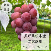 長野県松本産　ご家庭用【クイーンニーナ】　約900g 約900g 果物や野菜などのお取り寄せ宅配食材通販産地直送アウル