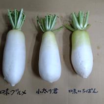 お試し価格　味自慢の大根3種類対決🎵 5キロ 果物や野菜などのお取り寄せ宅配食材通販産地直送アウル