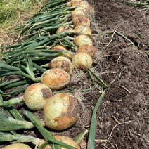 何にでも合う玉ねぎです！ 10kg 果物や野菜などのお取り寄せ宅配食材通販産地直送アウル