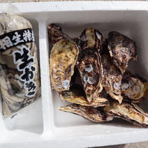 【生食可能】今が旬！生牡蠣　殻付き剥き身セット殻付き1キロ　剥き身500g 殻付き1キロ　剥き身500g 果物や野菜などのお取り寄せ宅配食材通販産地直送アウル