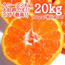 大好評！温州みかん20kg コスパダントツ！ 10kgよりも超お得！ 20kg 果物や野菜などのお取り寄せ宅配食材通販産地直送アウル