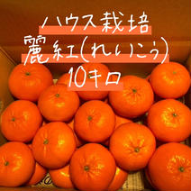 水分たっぷり甘〜い麗紅(れいこう)みかん10キロ 10キロ(大小40玉前後) 果物や野菜などのお取り寄せ宅配食材通販産地直送アウル