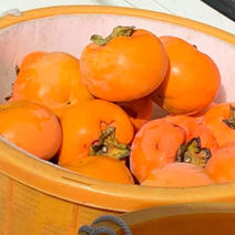 たつみフルーツの種無し柿 5キロ箱箱含む 果物や野菜などのお取り寄せ宅配食材通販産地直送アウル