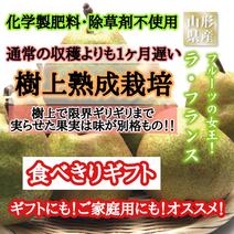 《希少な洋梨》樹上熟成プレミアムラフランス【お試し商品】 食べきり1-1.5k（5-7玉入り） 果物や野菜などのお取り寄せ宅配食材通販産地直送アウル