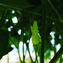 【送料込み】島トウガラシ　100ｇ　青　生とうがらし 100ｇ 果物や野菜などのお取り寄せ宅配食材通販産地直送アウル