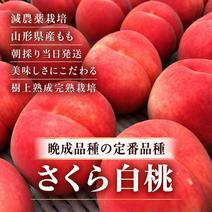 その他白桃の産地直送食材一覧（通販・お取り寄せ）-産直アウル