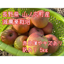 訳あり食材 | 【産直アウル】生産者の応援にも繋がる新鮮食材の産直