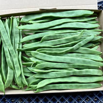 【鹿児島産】甘塩ジャンボインゲン箱込み500g^_^ 箱込み500g前後 果物や野菜などのお取り寄せ宅配食材通販産地直送アウル