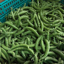 【訳あり！スレ果あり】べっぴんやさいのスナップえんどう（約2kg） 約2kg 果物や野菜などのお取り寄せ宅配食材通販産地直送アウル