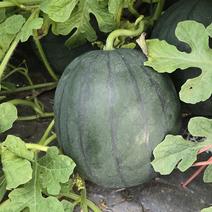 村章農園スイカ スイカ4玉 果物や野菜などのお取り寄せ宅配食材通販産地直送アウル