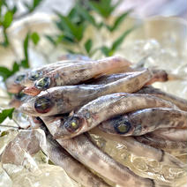 小さくても旨さは格別！メヒカリ中小800g/1PC メヒカリ中小1PC 果物や野菜などのお取り寄せ宅配食材通販産地直送アウル