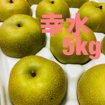 梨　幸水 5kg  福岡県うきは産 5kg ["うきは市", "産地詳細"] 通販