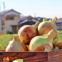 (訳あり)一度は食べてみたい玉ねぎ【完熟！淡路島産】たまねぎ  訳あり10kg 果物や野菜などのお取り寄せ宅配食材通販産地直送アウル