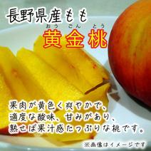 黄金桃の産地直送食材一覧（通販・お取り寄せ）-産直アウル