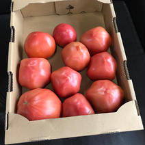 佐賀県産のサンロード　2kg 2kg 果物や野菜などのお取り寄せ宅配食材通販産地直送アウル