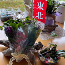 山清商店　店主こだわりの　お任せ山菜各種セット　コゴミが最盛期を迎える　ボリューム満点の極み山菜が盛り沢山 アク抜きワラビ　2〜3束　コゴミ　500g 他合わせて10キロ以内 果物や野菜などのお取り寄せ宅配食材通販産地直送アウル