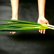 高級九条ねぎ「九条一遍ねぎ」(3kg) 3kg 果物や野菜などのお取り寄せ宅配食材通販産地直送アウル