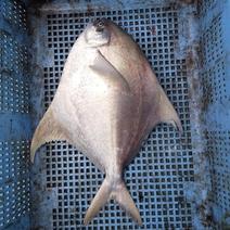 マナガツオ✨送料込み✨（真魚鰹）🐟️１キロ前後（１～２匹）🐟️ １キロ前後（１～２匹）🐟️ 果物や野菜などのお取り寄せ宅配食材通販産地直送アウル