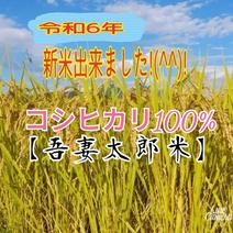新米　コシヒカリ　100%　吾妻太郎米「農家直送！」 精米　10㎏ 果物や野菜などのお取り寄せ宅配食材通販産地直送アウル