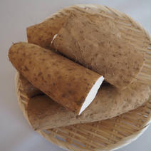 北海道産　いんなみ農園の長芋　2kg 規格外品 2kg 果物や野菜などのお取り寄せ宅配食材通販産地直送アウル