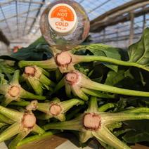 〘激ウマほうれん草〙 箱込みで1.5キロ 果物や野菜などのお取り寄せ宅配食材通販産地直送アウル