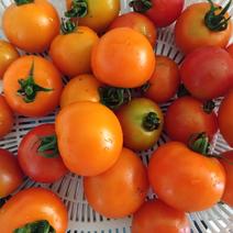 【訳あり】暑さ障害発生🥵赤＆オレンジの(中)小トマト🍅 (中)小玉トマト　赤＆オレンジ混ぜ　ｻｲｽﾞ不揃い35個〜 果物や野菜などのお取り寄せ宅配食材通販産地直送アウル