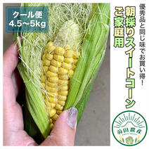 送料込　湧水育ちの朝採りスイートコーン　ご家庭用 約4.5〜5.0kg 果物や野菜などのお取り寄せ宅配食材通販産地直送アウル