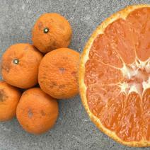 青島みかん（果物＞温州みかん）の産地直送商品一覧（通販・お取り寄せ