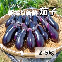 「朝採り新鮮トゲなし茄子２.５㎏」 約２.５㎏ 果物や野菜などのお取り寄せ宅配食材通販産地直送アウル