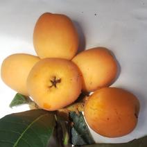 房州産枇杷 25粒～30粒位M級2kg.入り 果物や野菜などのお取り寄せ宅配食材通販産地直送アウル
