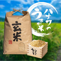 【新米 : 特別栽培米】ミルキークイーン（玄米）/ 令和5年 30kg 果物や野菜などのお取り寄せ宅配食材通販産地直送アウル