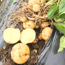 ホクホクキタアカリ 3Kg 果物や野菜などのお取り寄せ宅配食材通販産地直送アウル