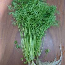 ナリーパクチー１．５kg！根っこ付 1.5kg 果物や野菜などのお取り寄せ宅配食材通販産地直送アウル
