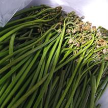ワラビの産地直送食材一覧（通販・お取り寄せ）-産直アウル