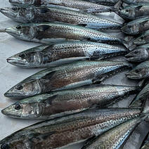 岩国沖一本釣りサワラ3kg前後 １本 3kg前後　サワラ 果物や野菜などのお取り寄せ宅配食材通販産地直送アウル