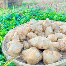 【アウルの日】おおふくの菊芋　セール中！！　農薬不使用有機肥料栽培 箱込み5キロ 果物や野菜などのお取り寄せ宅配食材通販産地直送アウル